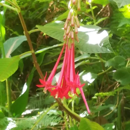 Comfortable In - 20 M² - Terrace Lejlighed Funchal (Madeira)